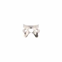 8492504 Ivory Rubber Dam Clamps, Winged 1, General Purpose Upper, 57306